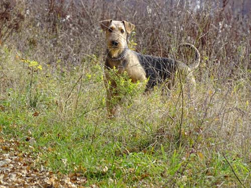 Airedale Terrier Hündin Yedda von Haus Schirmer